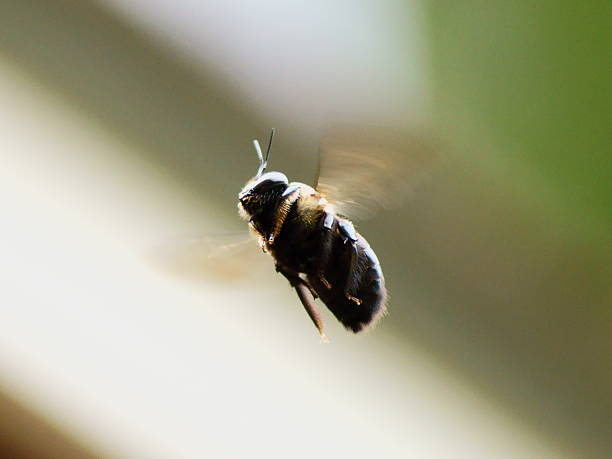 istock Flight of the Bumblebee 478199859