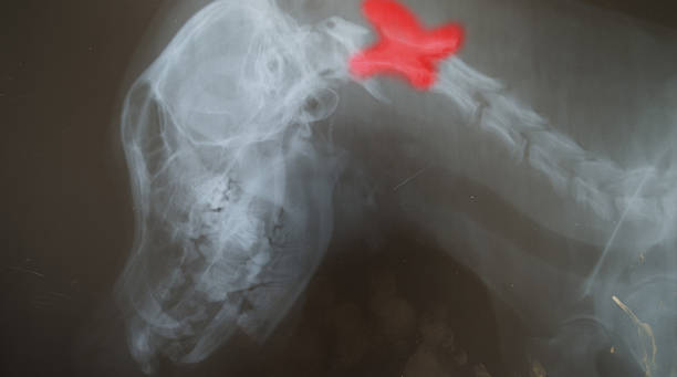 x ray for thoracic bone in dog have red marker stock photo