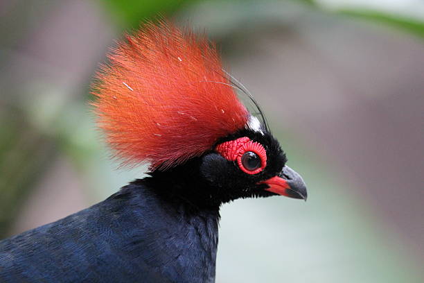 istock Bird of paradise 478200195