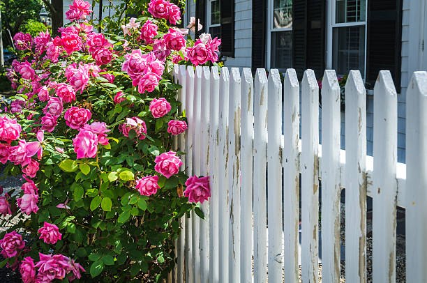 istock Roses along the Fenceline 478200558