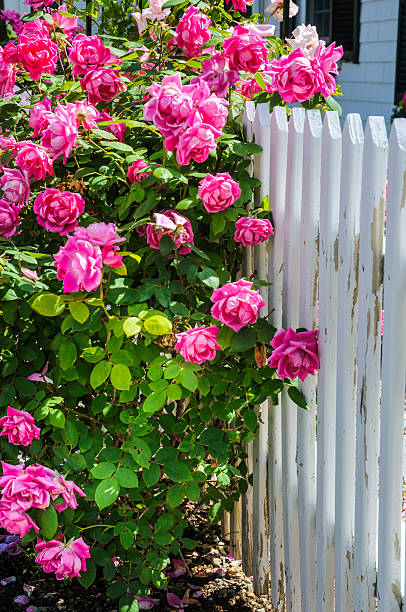 istock Pink Roses on the Fence 478200564