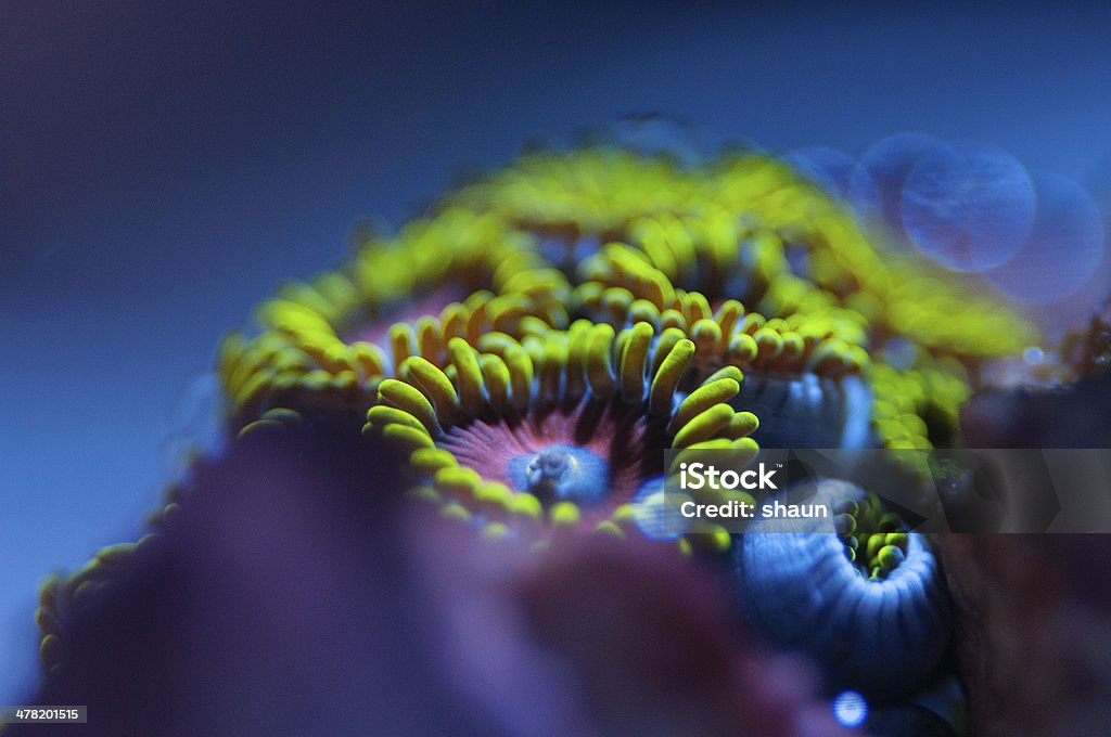 Zoanthids Zoanthids in a reef aquarium. Animal Stock Photo