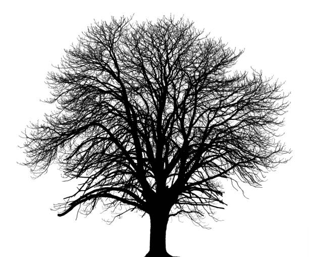istock Horse-chestnut tree (Aesculus hippocastanum) in winter, black and white image. 478201517