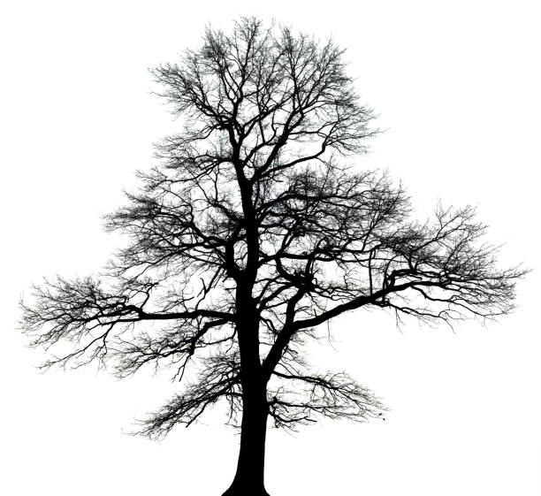 istock English oak tree (Quercus robur) in winter isolated black_and white. 478202073