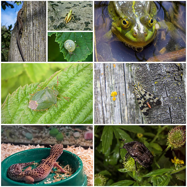 istock Collage of animals and insects 478203684
