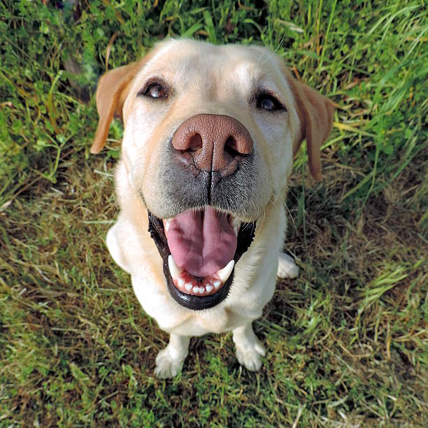 istock Smiling golden labrador retriever from a top view 478206140