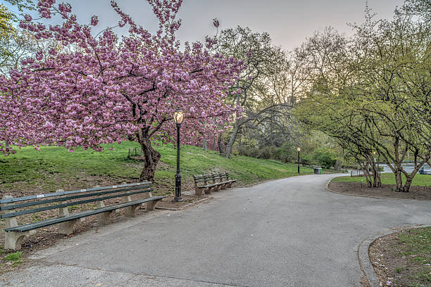 istock Prunus serrulata or Japanese Cherry 478206274