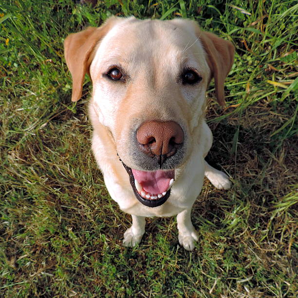 istock Smiling golden labrador retriever from a top view 478206284