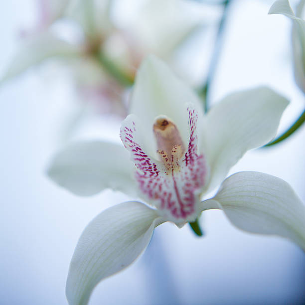 orchid macro photo of orchd flower encyclia orchid stock pictures, royalty-free photos & images