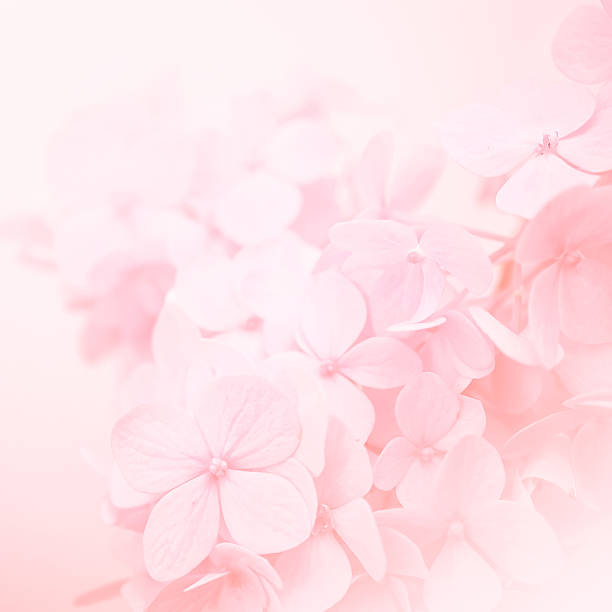 istock sweet color hydrangeas in soft and blur style 478206666