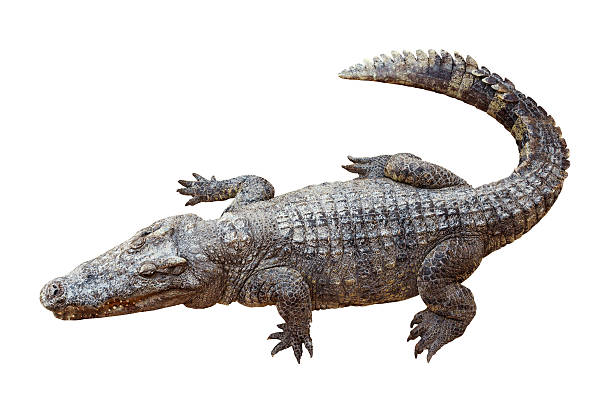 istock Wildlife crocodile isolated on white 478208205