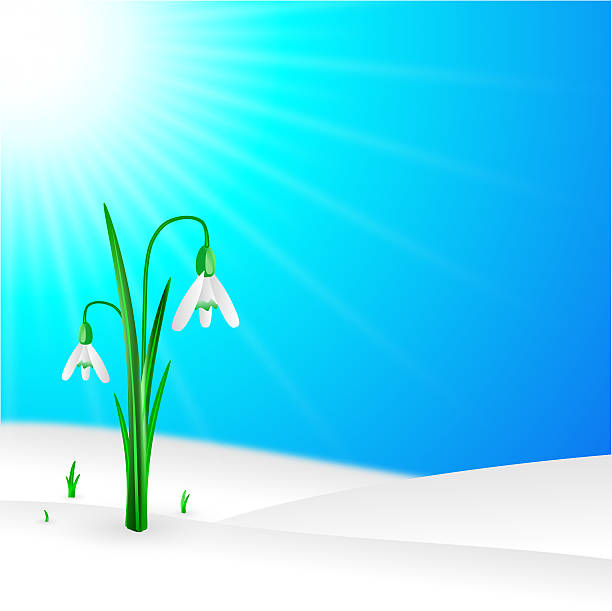 snowdrop in snow of blue sky background