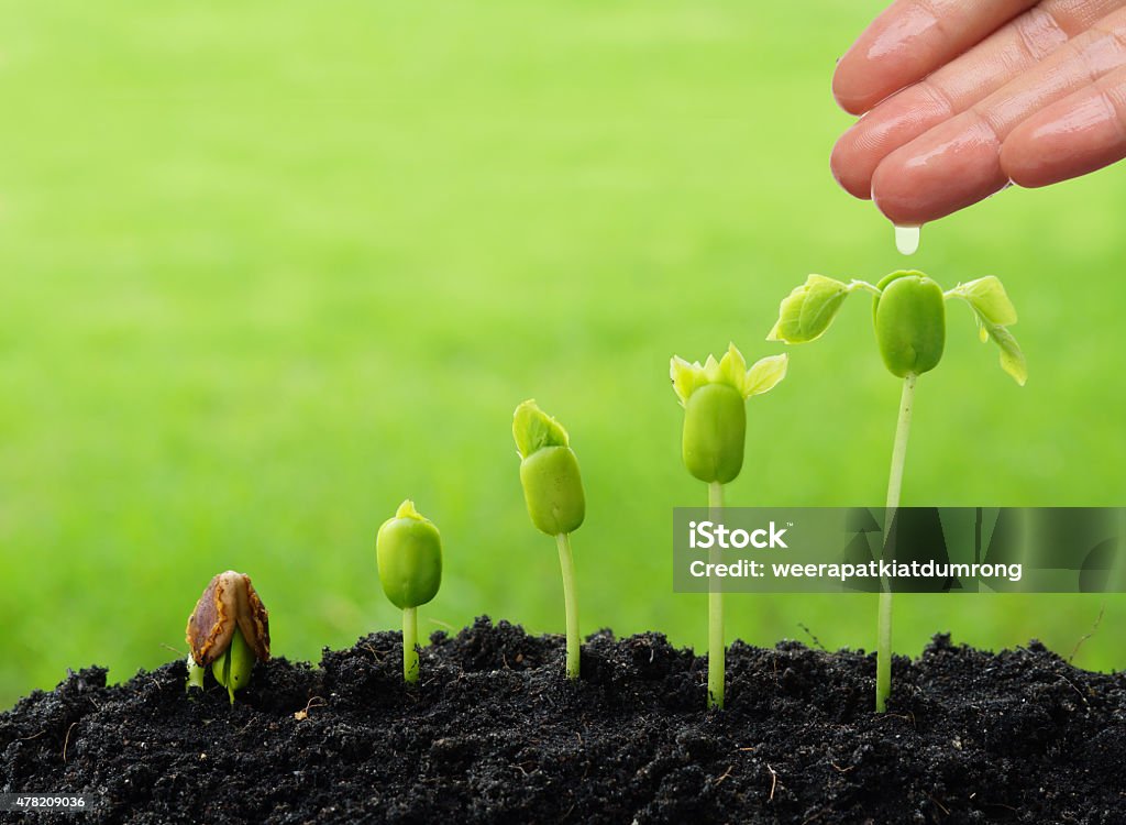Growing plants hand watering young plants growing in germination sequence 2015 Stock Photo