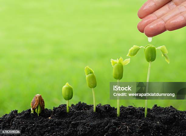 Growing Plants Stock Photo - Download Image Now - 2015, Agriculture, Bean