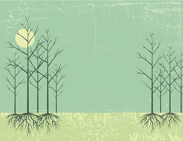 bezlistne drzewo z korzeniami i słońce - bare tree winter sunlight backgrounds stock illustrations