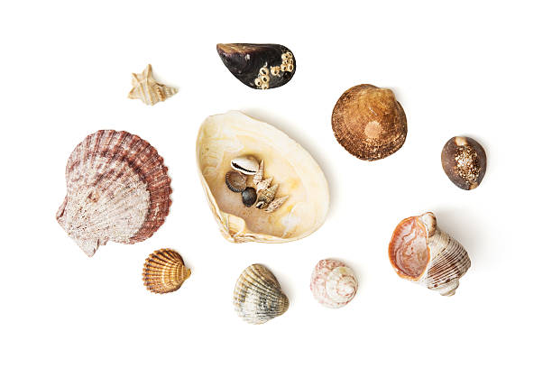 istock Mix of various sea shells 478211490