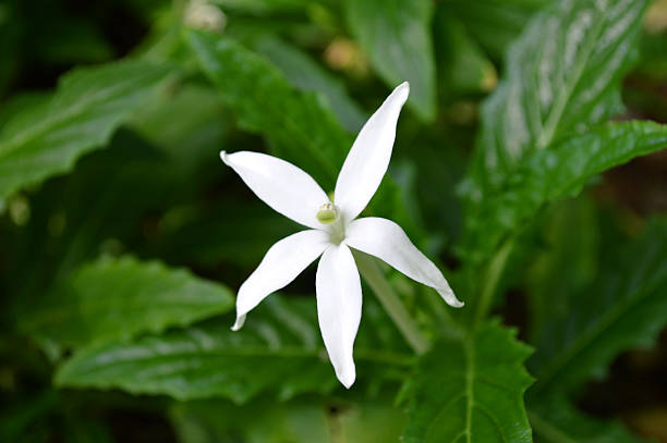 istock Star of Bethlehem flower 478211638