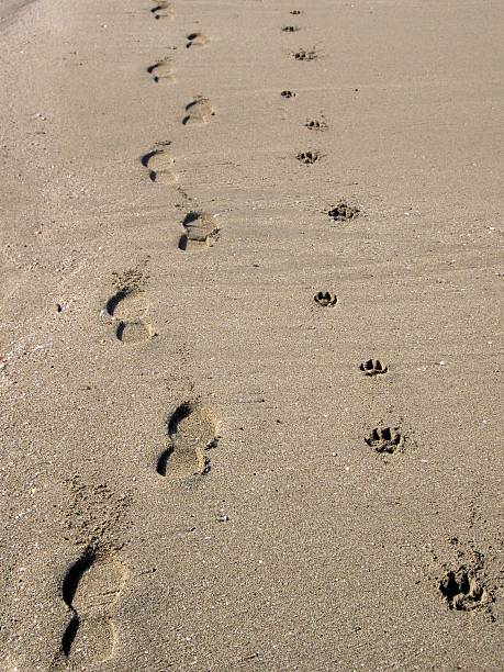 istock Footprints of man and dog. 478211684