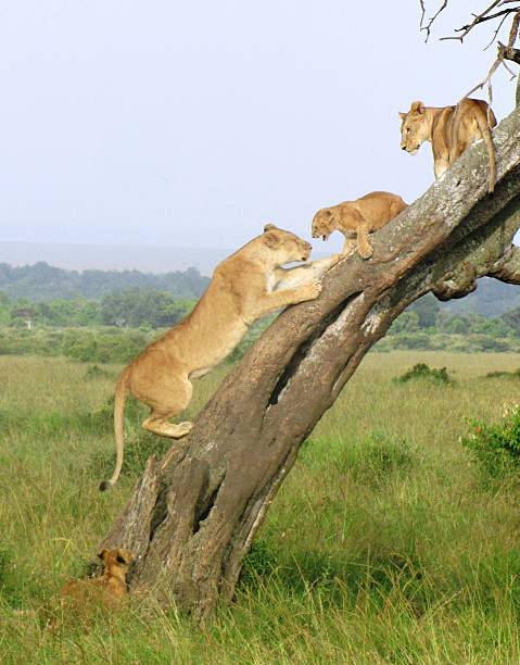 istock Lion mother with 2 cubs in acacia tree 478211878