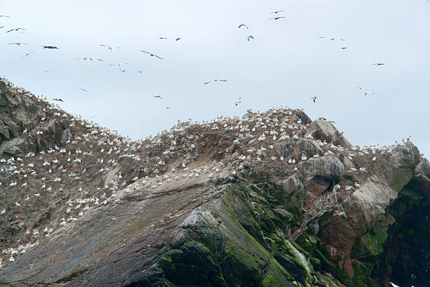 istock bird sanctuary detail at Seven Islands 478212133