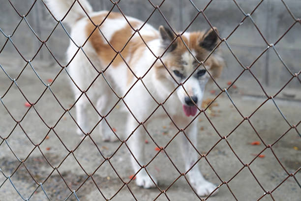 istock Metal wire mesh fence with dog inside 478212280