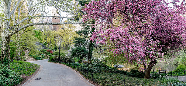 istock Prunus serrulata or Japanese Cherry 478212362