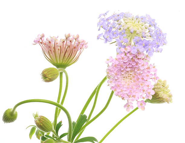 istock Pincushion flowers 478212673