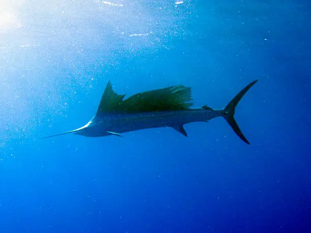 A huge specimen of Indo-Pacific sailfish (Istiophorus platypterus) is one of the most rewarding encounters that are possible while diving in these waters.