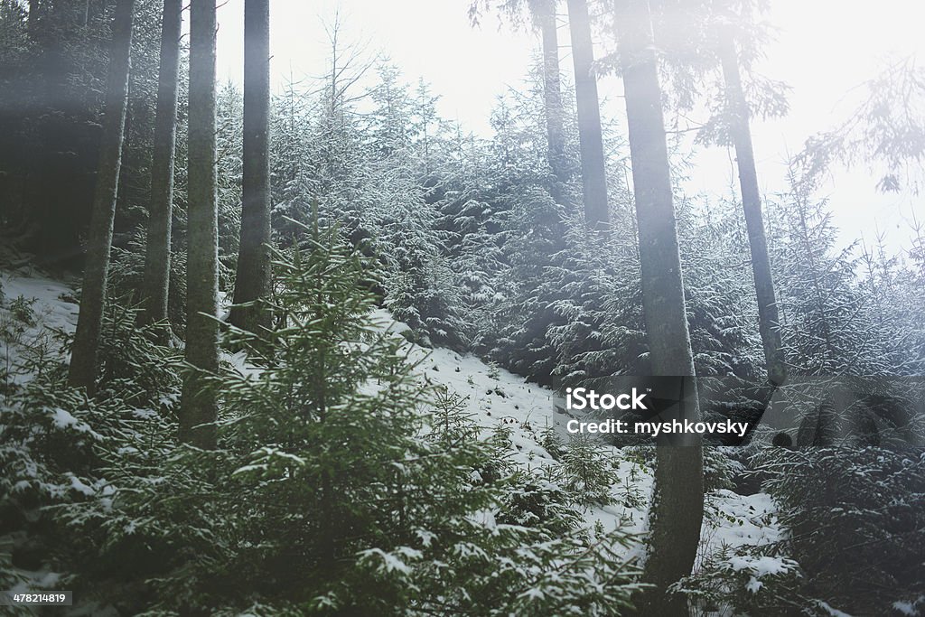 Espruce floresta cobertas por neve - Foto de stock de Beleza natural - Natureza royalty-free