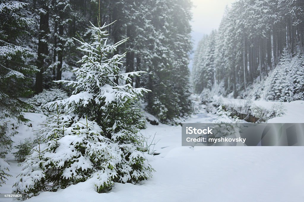 Ель лес, охватываемых снег - Стоковые фото Лес роялти-фри