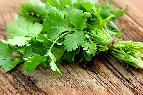 Bunch of fresh coriander on a wooden table