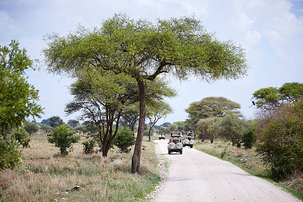 istock Safary cars on path in the Tarangire 478215010