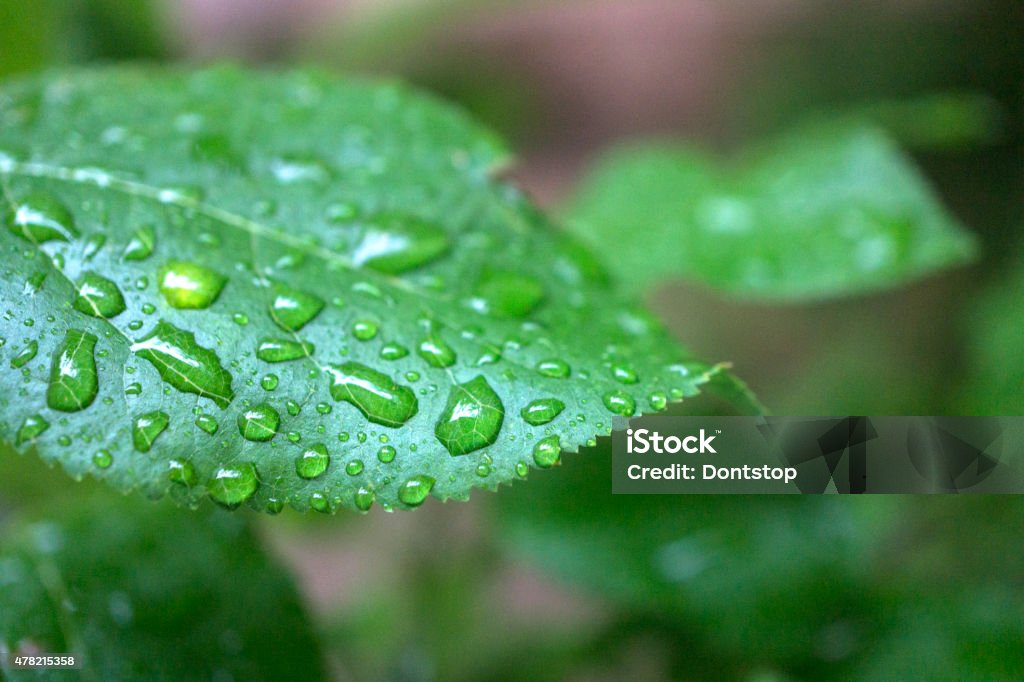 Water drops Water drops hold on green leaf. 2015 Stock Photo