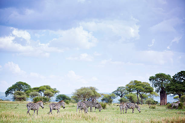 istock Zebras in the Tarangire National Park 478215542