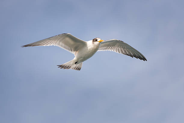 Gliding Tern stock photo