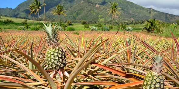 Pineapple fields, Maui, Hawaii Islands, USA.