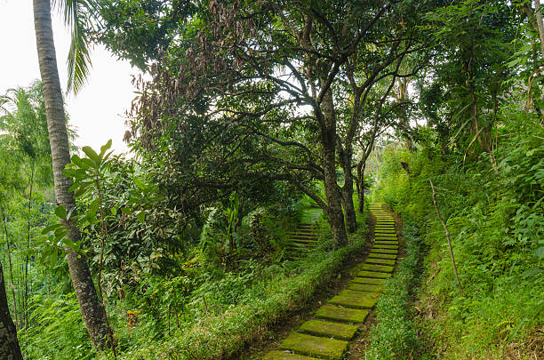 small path with moss trough a tropical forest in Bali Indonesia