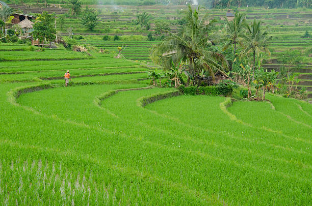 terraced rice fields in the mountains