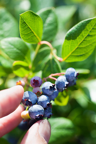 istock Picking Blueberries in the Field Vertical 478216411