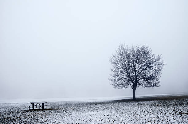 lonely tree in fog - bare tree environment nature boise стоковые фото и изображения