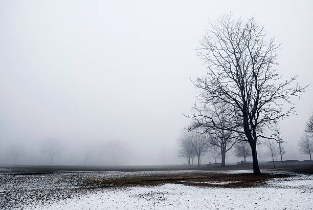 деревья в тумане - bare tree environment nature boise стоковые фото и изображения