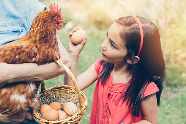 istock Girl gathering eggs in a basket 478216510