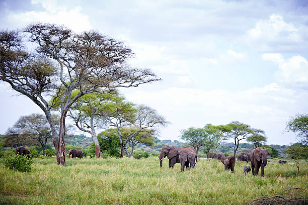 istock Elephants and young in the Tarangire 478216638