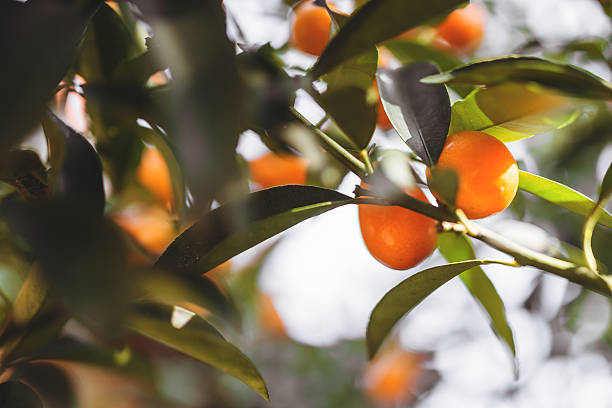 istock chinese tangerine - kumquat 478217415
