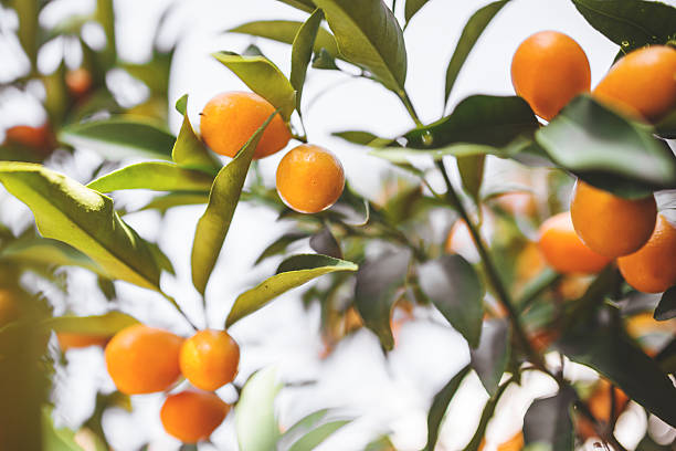 istock chinese tangerine - kumquat 478217417
