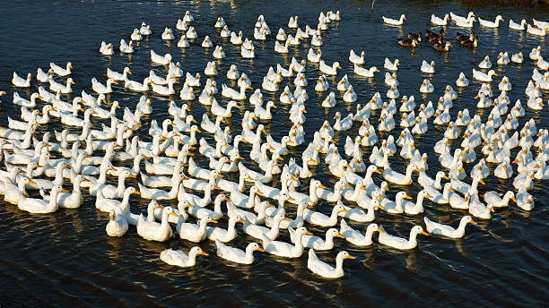 istock danger to infect with flu virus as H5N1, H7N9 478217519