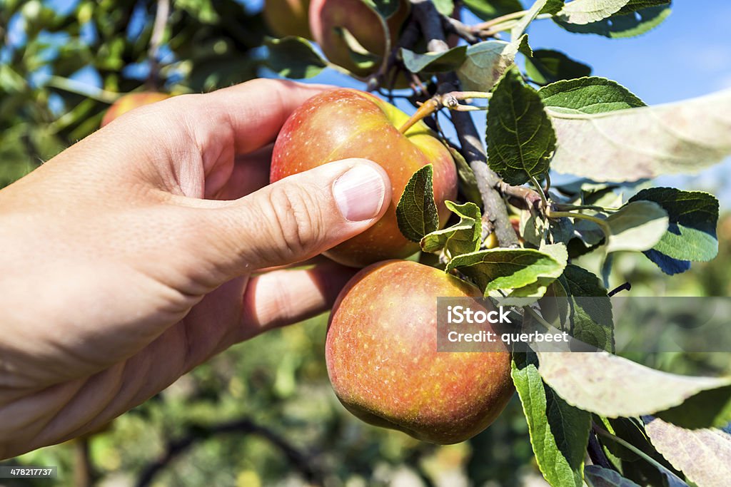 Einen Apfel Pflücken - Lizenzfrei Apfel Stock-Foto