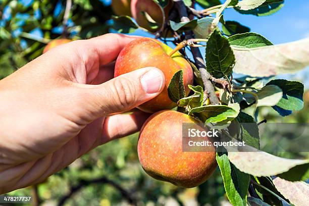 Einen Apfel Pflücken Stockfoto und mehr Bilder von Apfel - Apfel, Apfelbaum, Apfelgarten