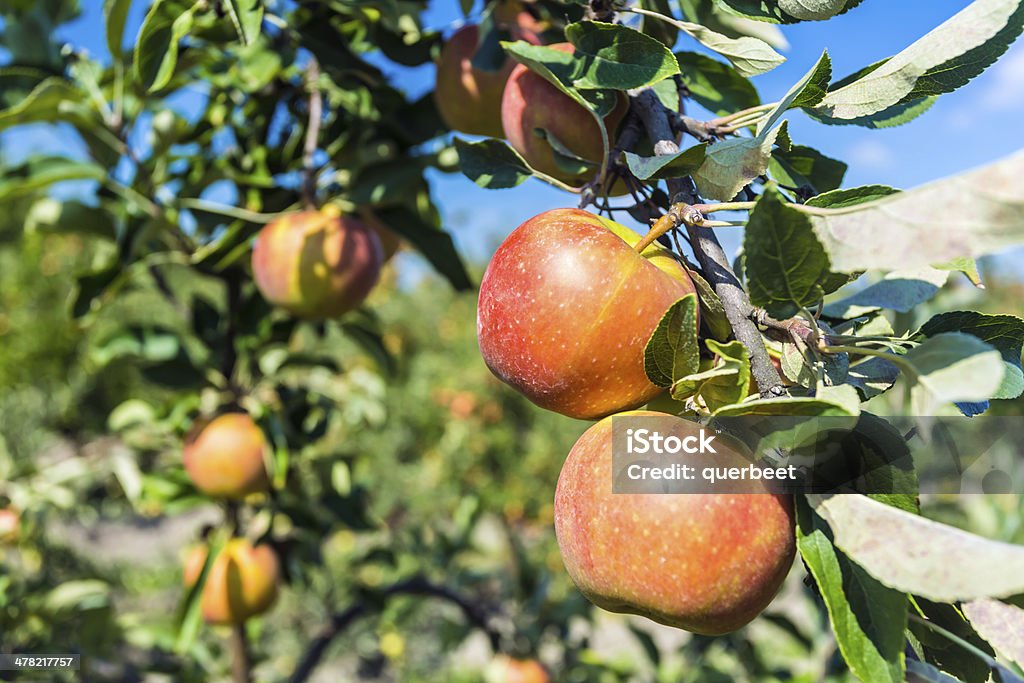 Äpfel - Lizenzfrei Agrarbetrieb Stock-Foto