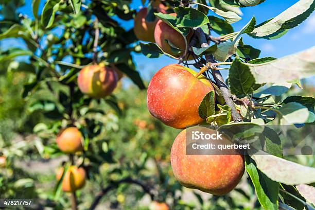 Äpfel Stockfoto und mehr Bilder von Agrarbetrieb - Agrarbetrieb, Apfel, Apfelbaum